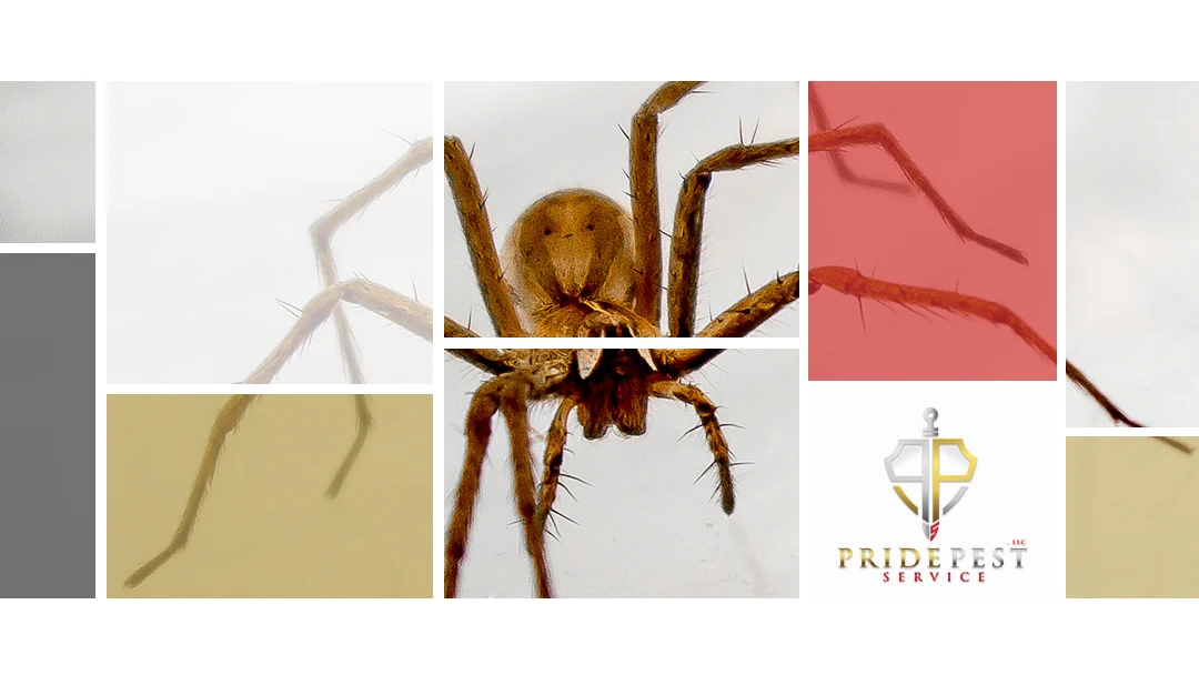 Pride Pest Service photo 2
