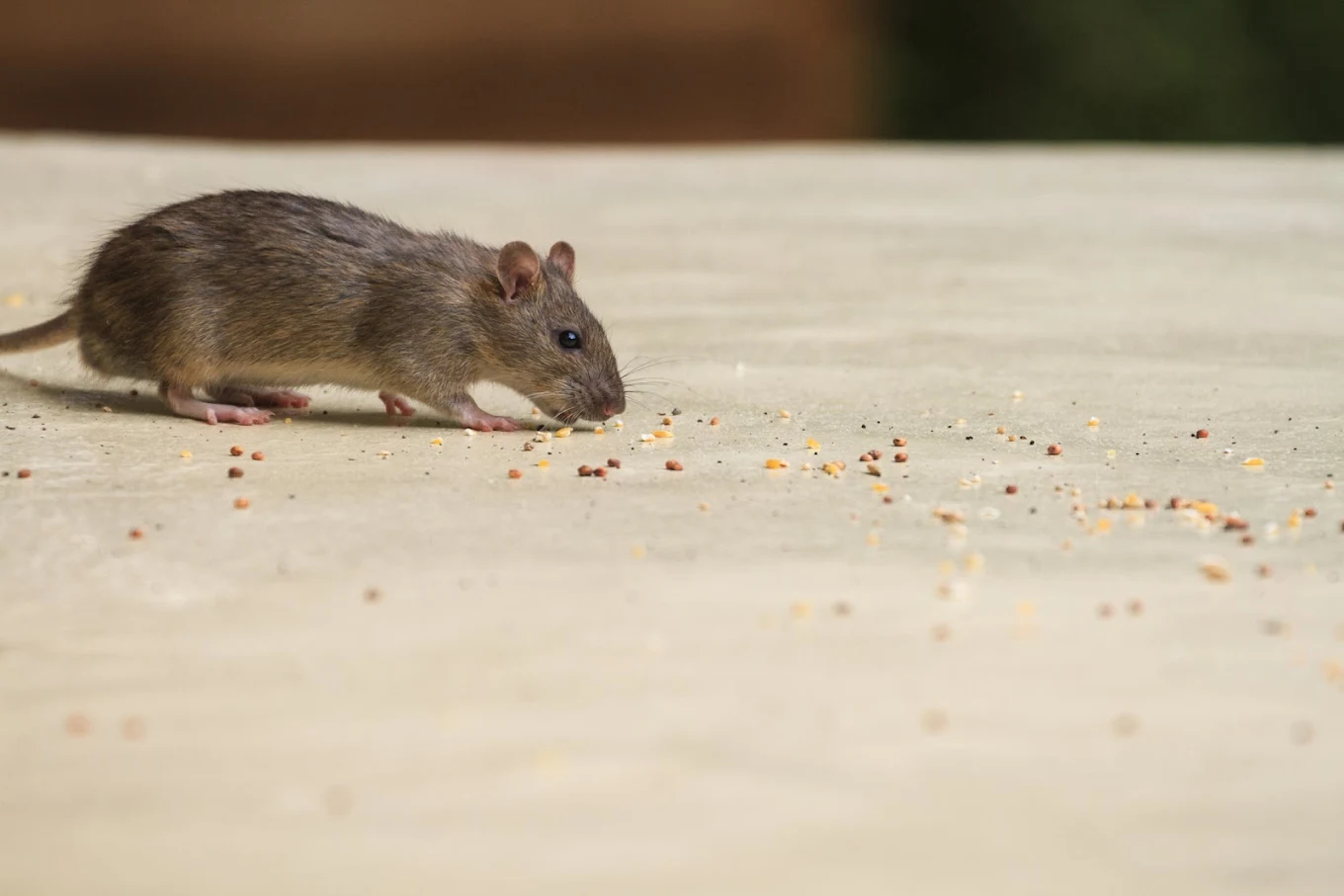 Western Pest Services photo 3