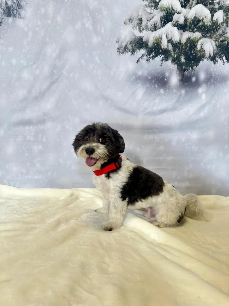 Camp Bow Wow Middlesex photo 2