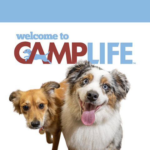 Camp Bow Wow Middlesex photo 1