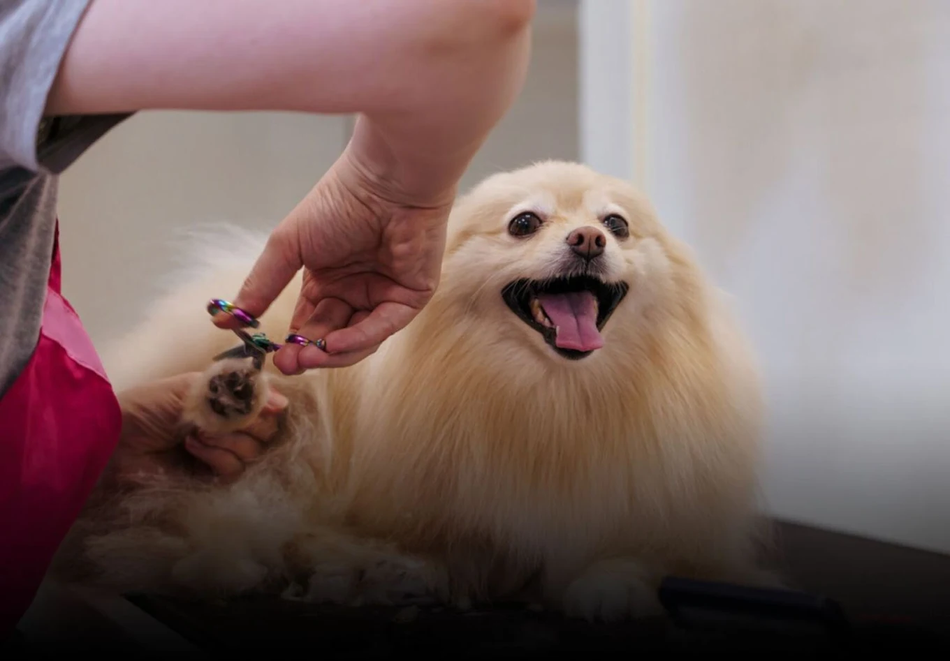 Papet's Mobile Grooming photo 2