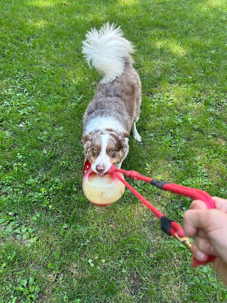 Dog Days NJ Dog Walking photo 2