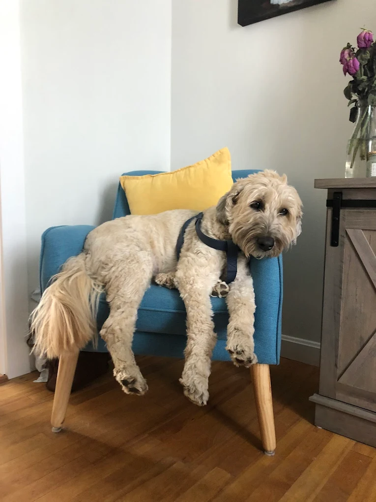 Wagging Tails Dog Walking and Pet Sitting photo 3