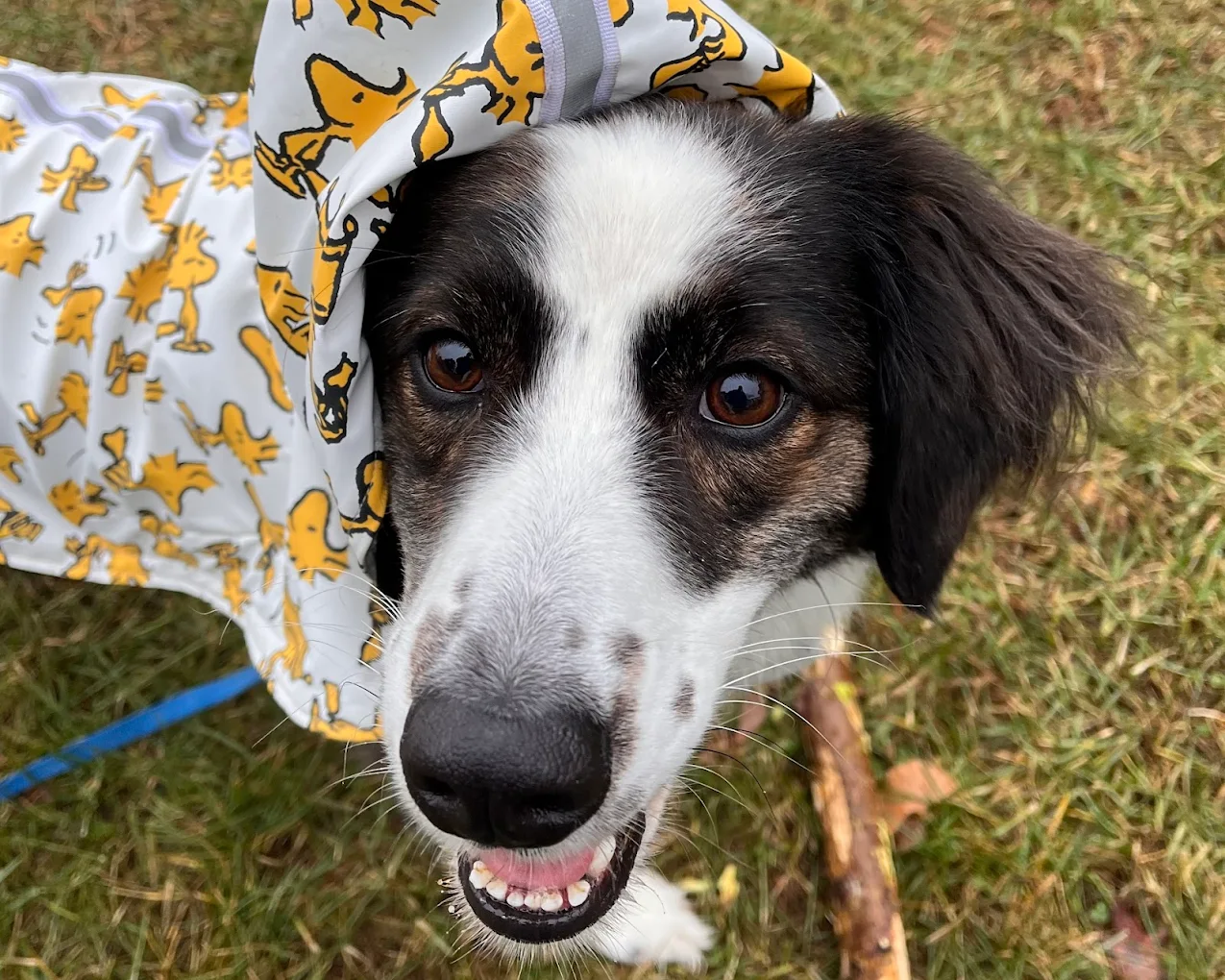 Wagging Tails Dog Walking and Pet Sitting photo 1
