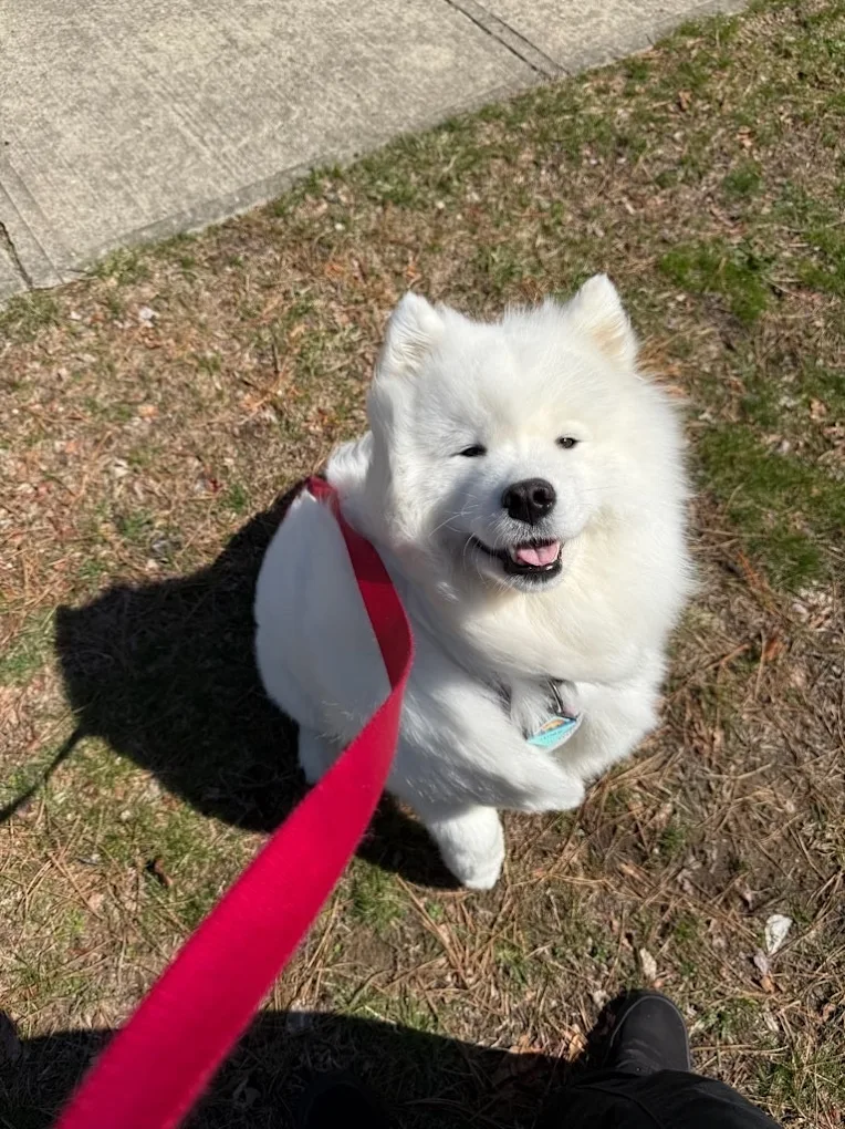 Pawsome Walks photo 2