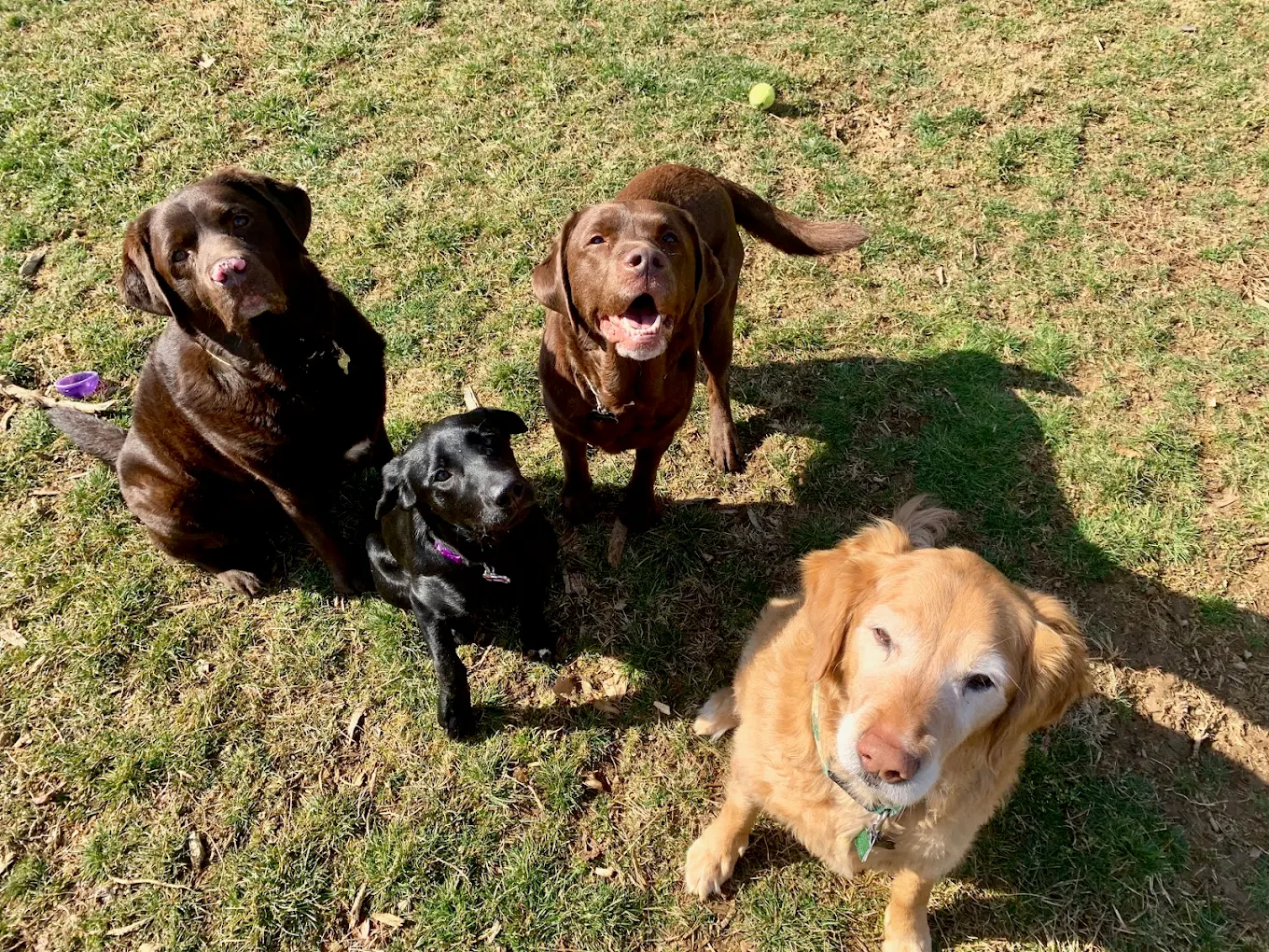 Pawsome Walks photo 1
