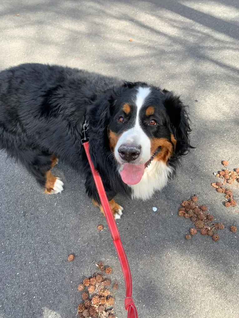 Top Dog | Dog Walking photo 3