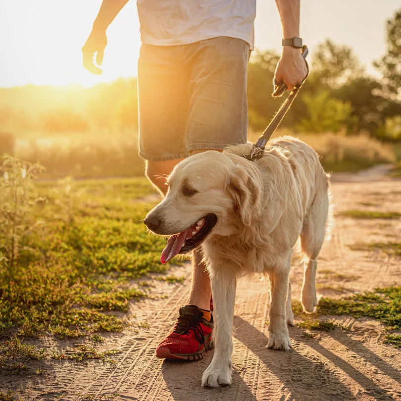 Top Dog | Dog Walking photo 1