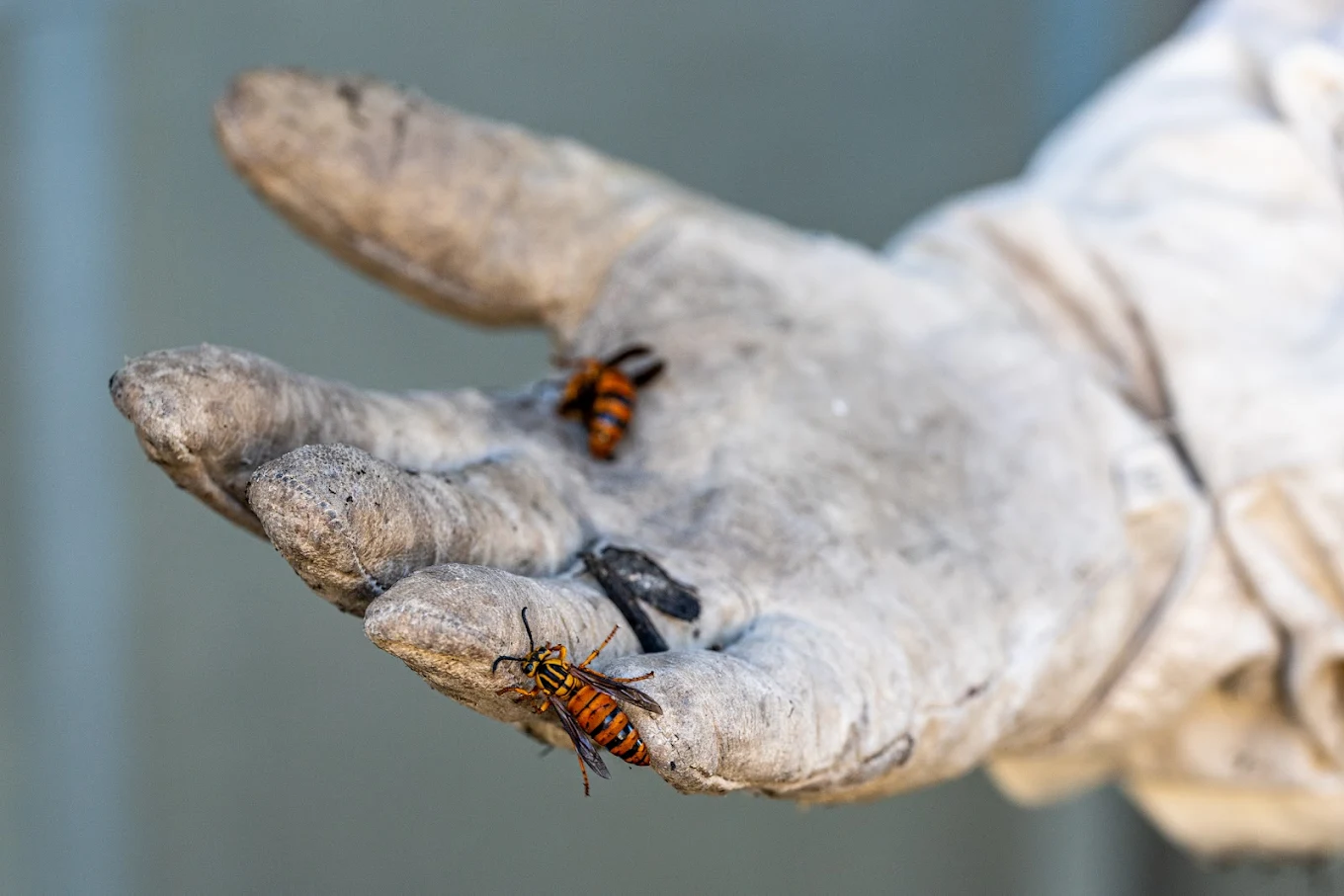Hollenbeck Pest Control photo 3