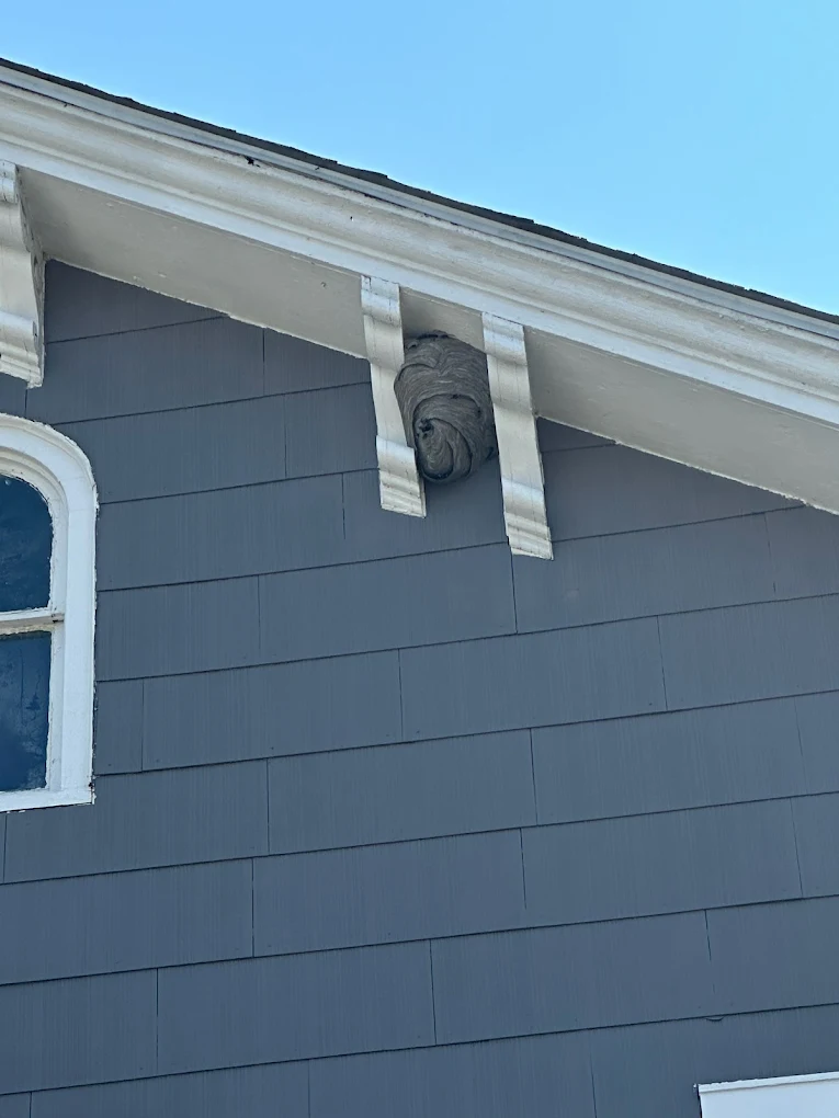 Masters Pest Control photo 2