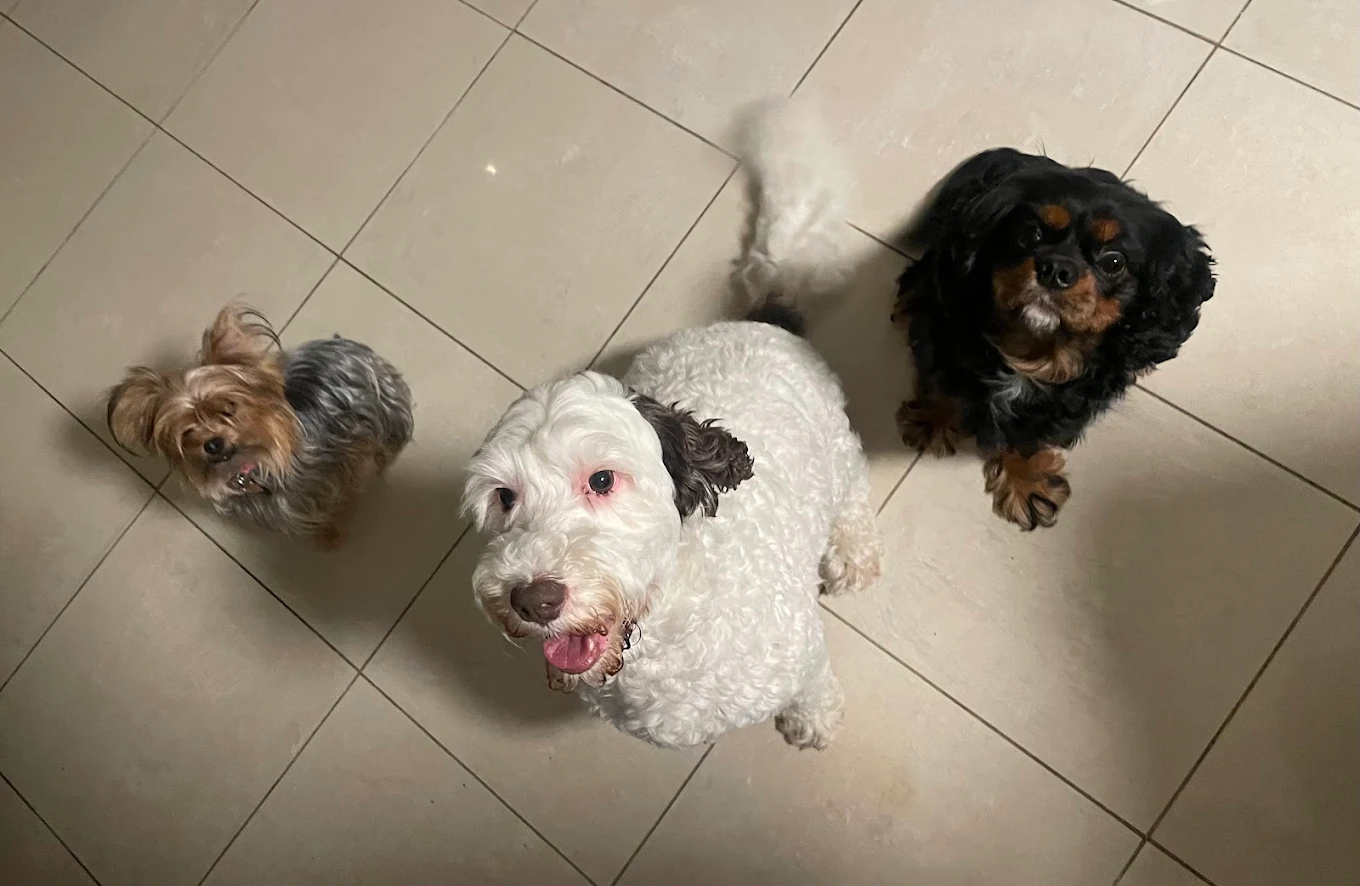 Fluffy Friends Pet Sitting & Boarding photo 1