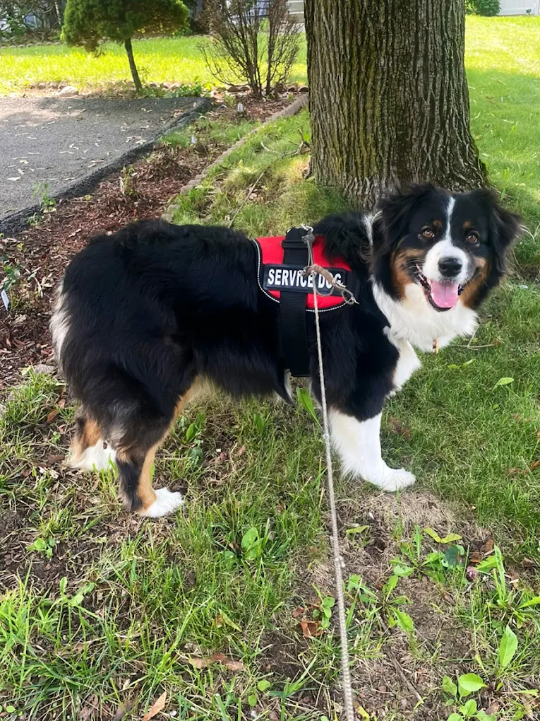 Fluffy Friends Pet Sitting & Boarding photo 2