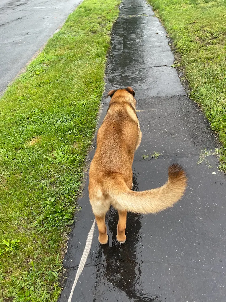 Fluffy Friends Pet Sitting & Boarding photo 3