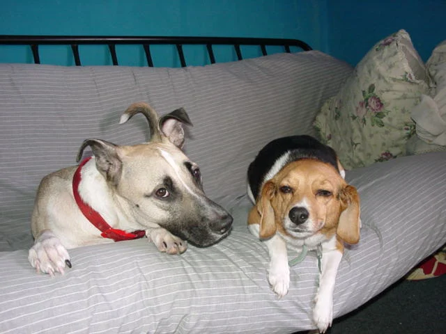 Joan's Ark Pet Sitting & Services photo 1