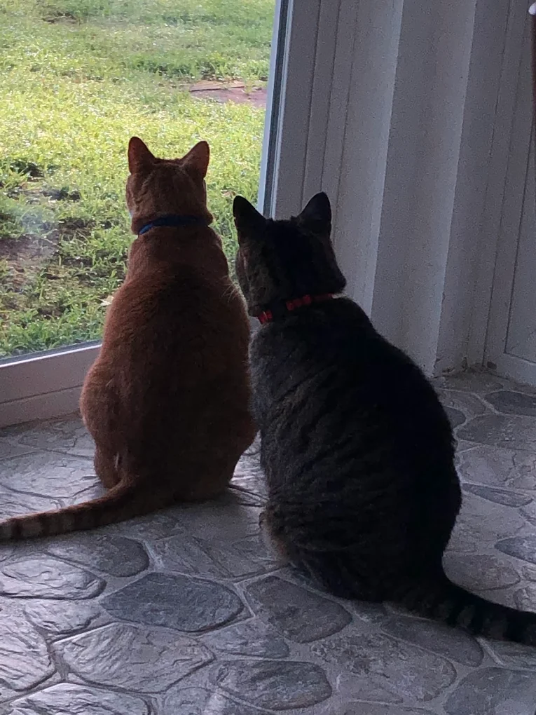 Joan's Ark Pet Sitting & Services photo 2