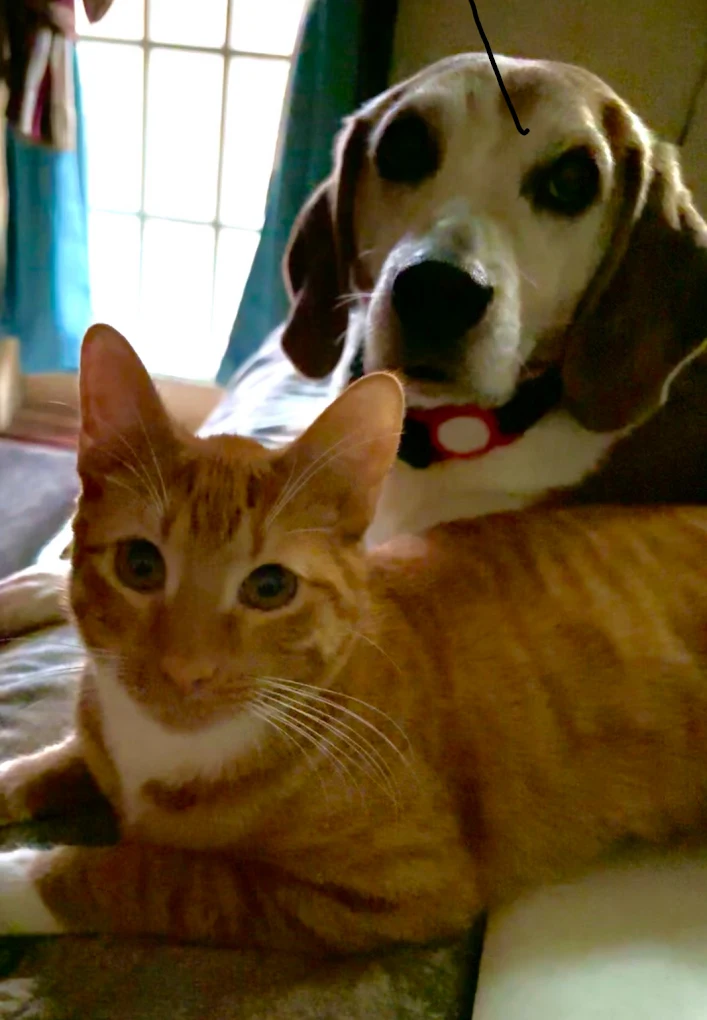 Joan's Ark Pet Sitting & Services photo 3