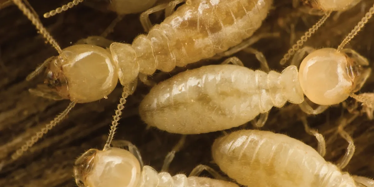 Termite inspections service