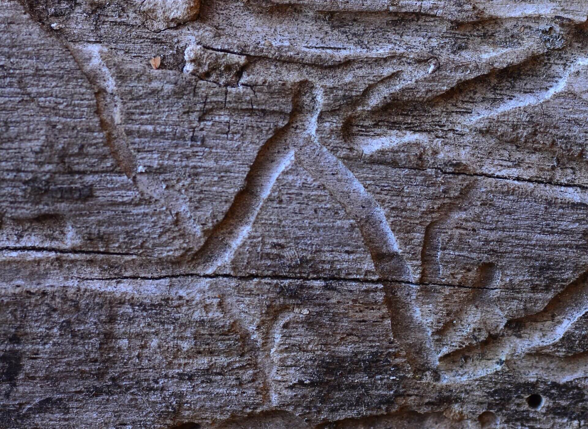 Wood Destroying Insect (WDI) Inspection service