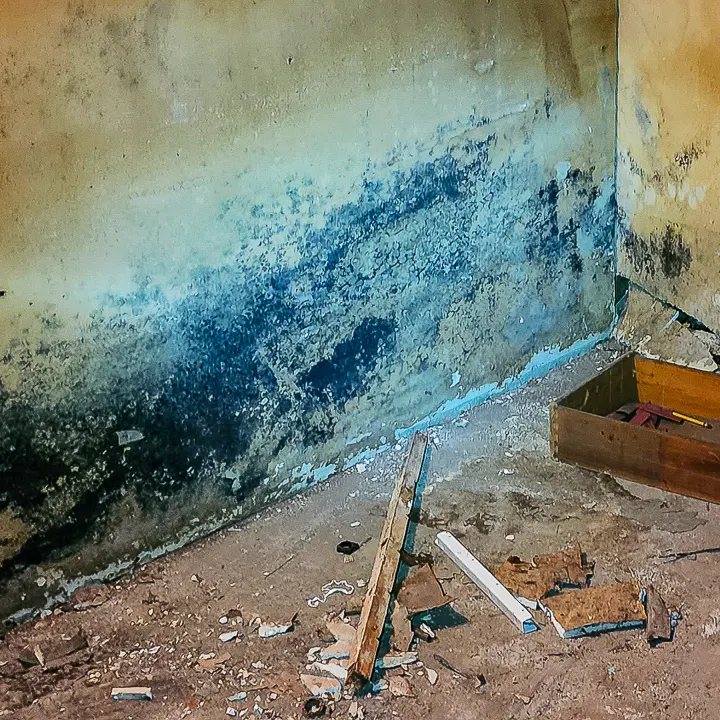 Wood-Destroying Insect (Termite) Inspection service