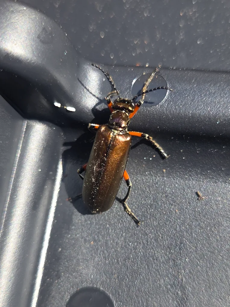 Residential Pest Control service
