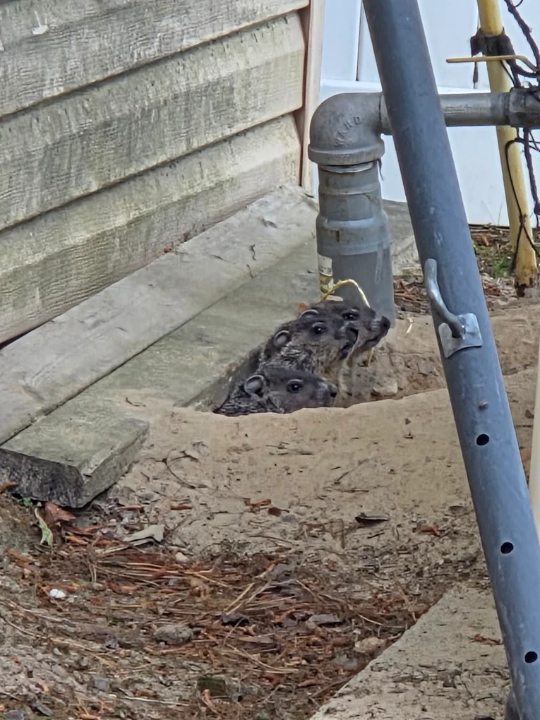 Rodent Control service