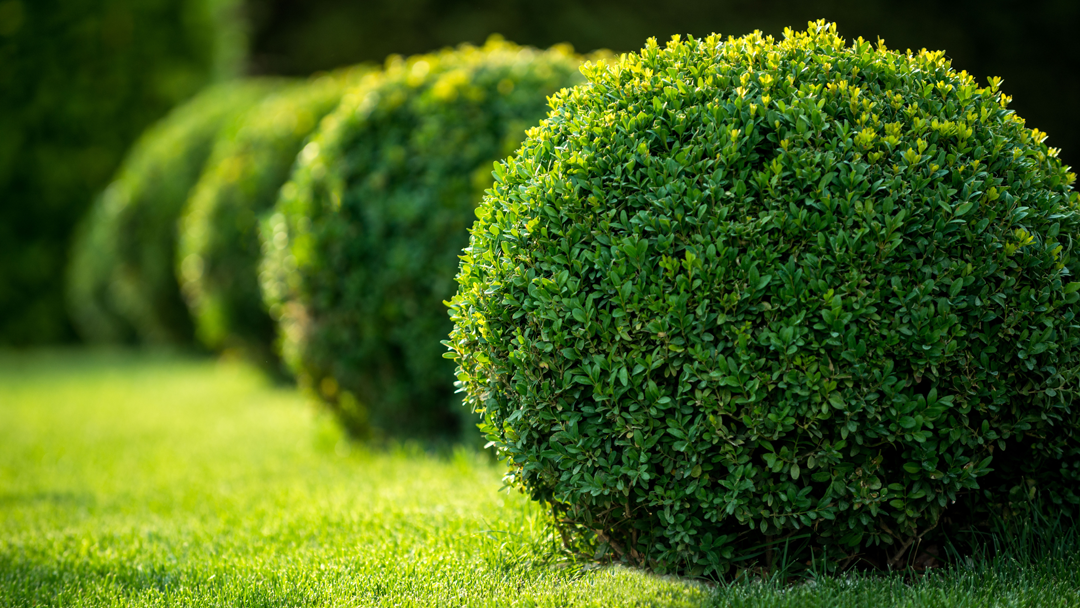 Landscape design service