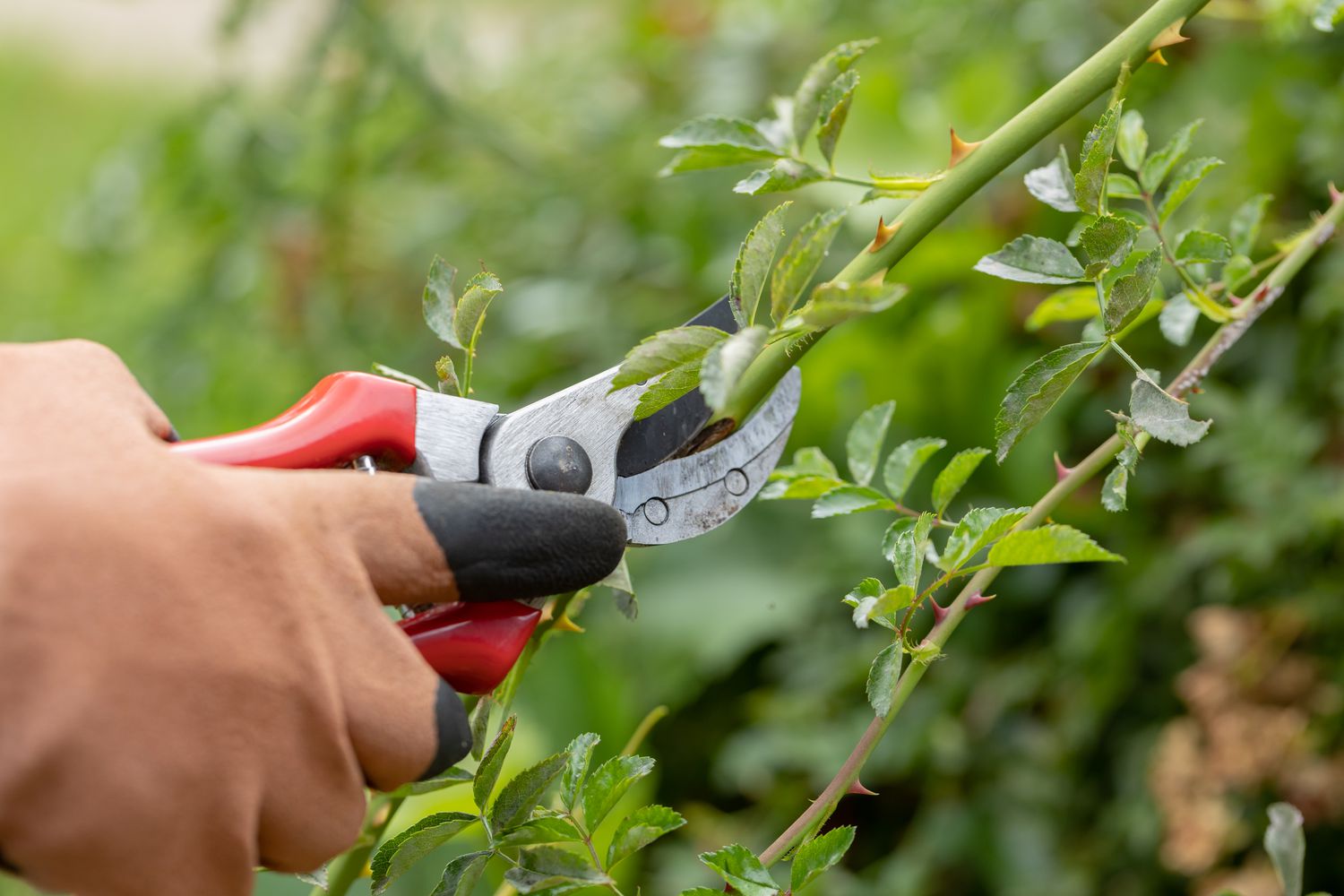 Pruning service