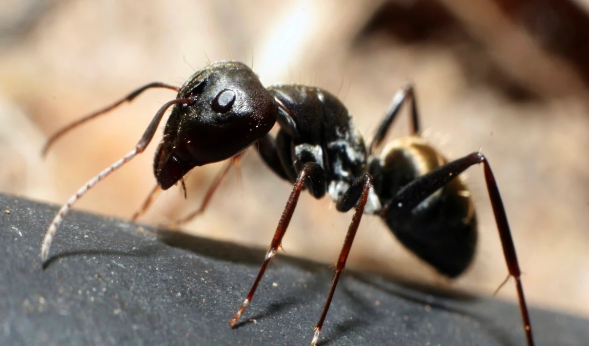 General pest control service