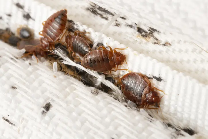Bed bug treatment service