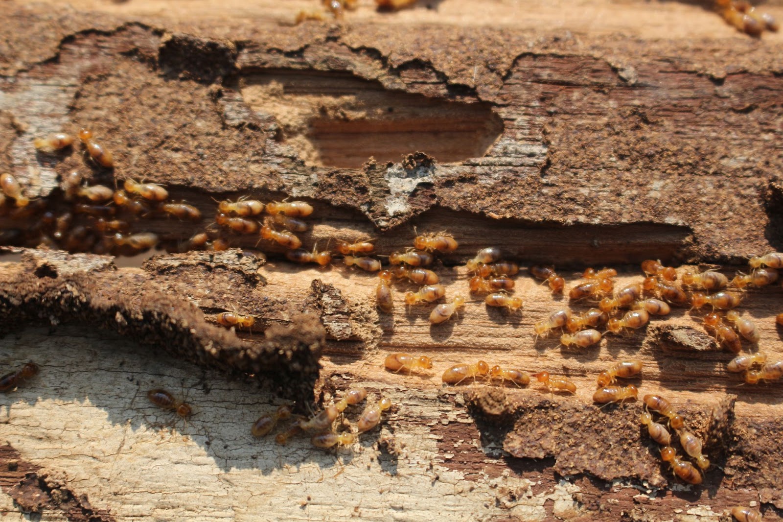 Termite inspection & treatment service