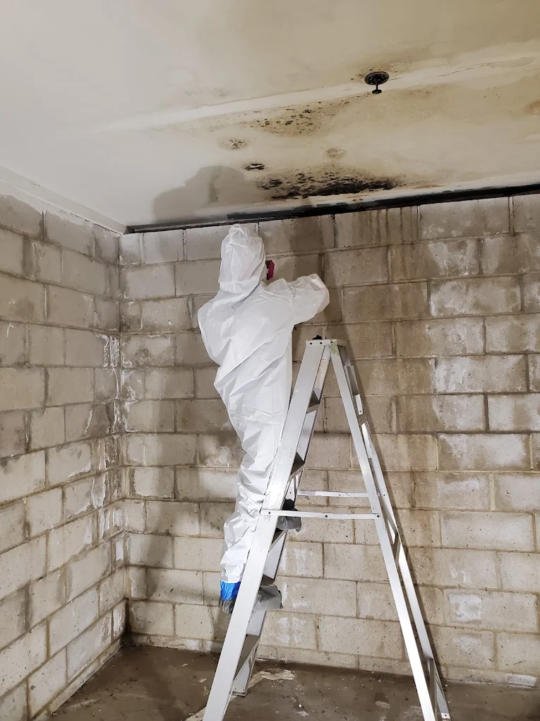 Mold Removal and Remediation service