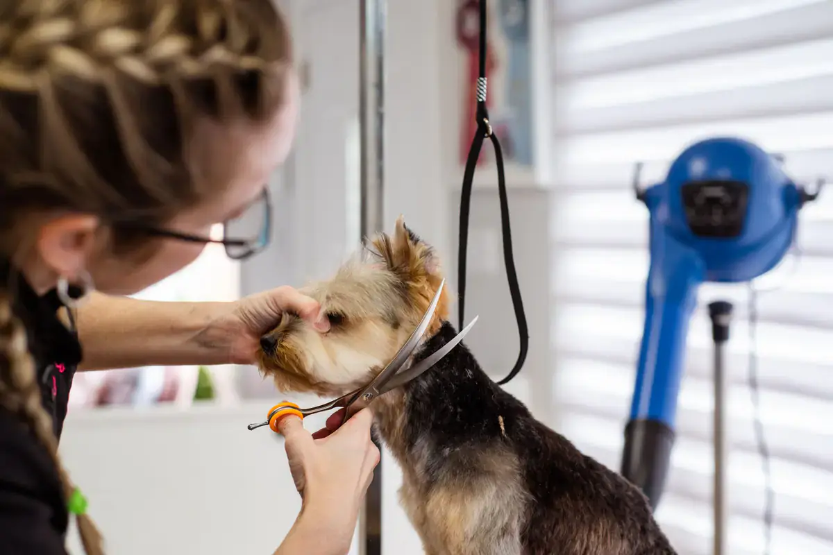 In-Home Pet Sitting (overnight & extended care) service