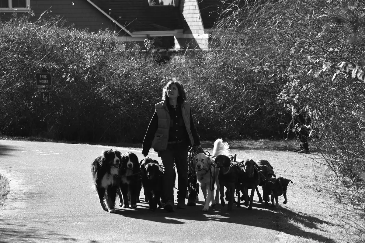 Daily Dog Walking (exercise, enrichment & one-on-one time) service