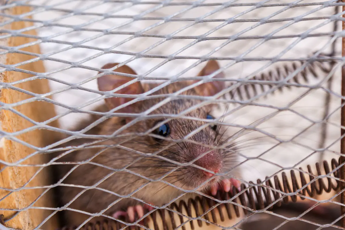 Mice & Rodent Control service